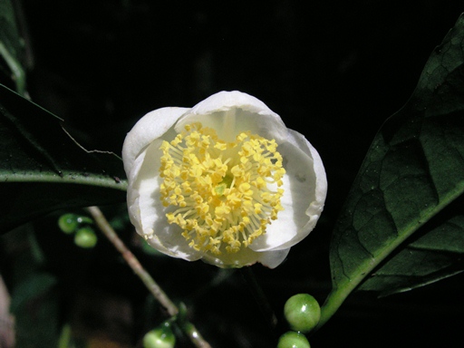 เมี่ยง Camellia sinensis (L.) Kuntze var. assamica (Mast.) Kitam.<br/>THEACEAE